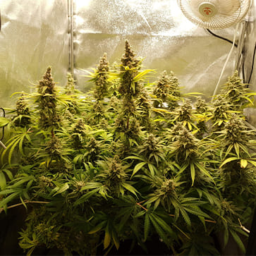 Насіння коноплі Auto Amnesia Lemon Feminised Silver - 500 шт